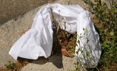 Plastic Bags and Bio Degradation