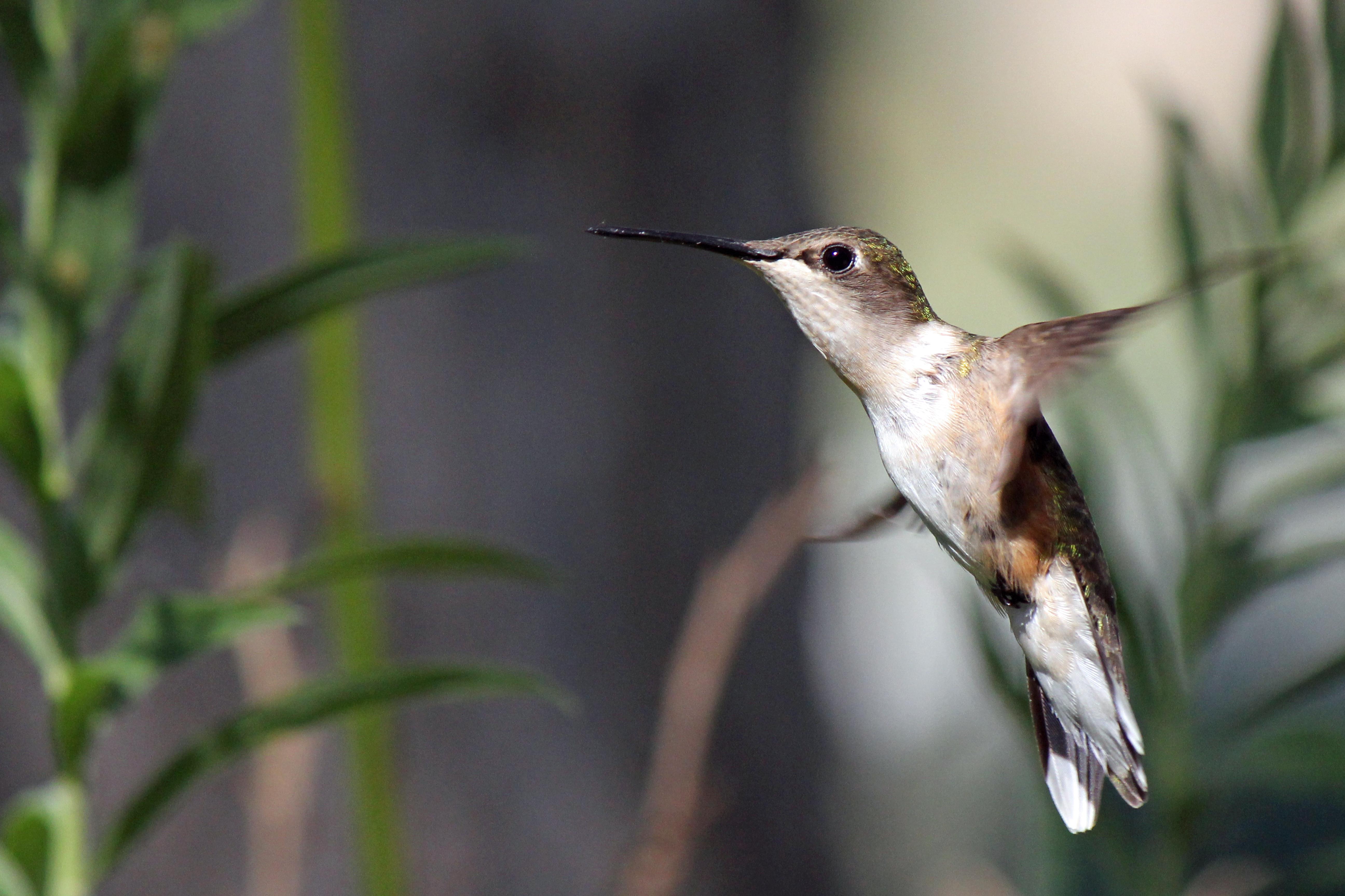 Humming Bird